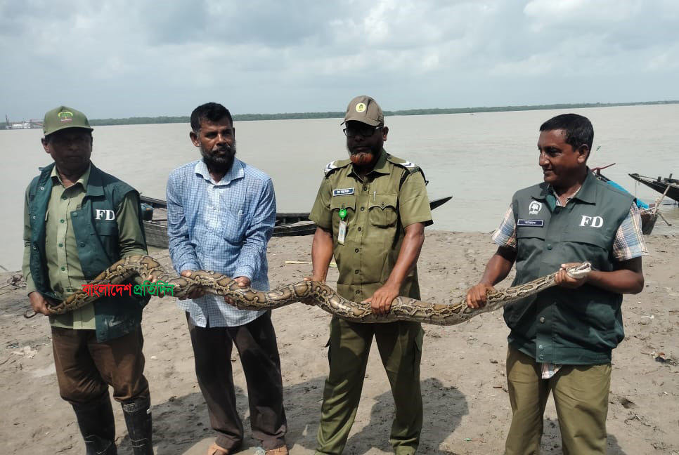 লোকালয় থেকে অজগর উদ্ধার, সুন্দরবনে অবমুক্ত