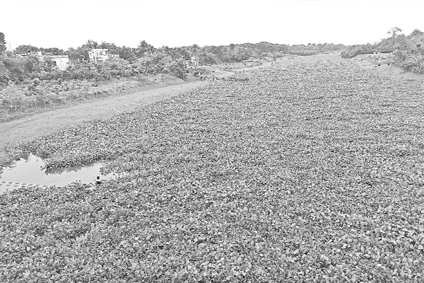 কচুরিপানায় সৌন্দর্য হারাচ্ছে ভৈরব নদ