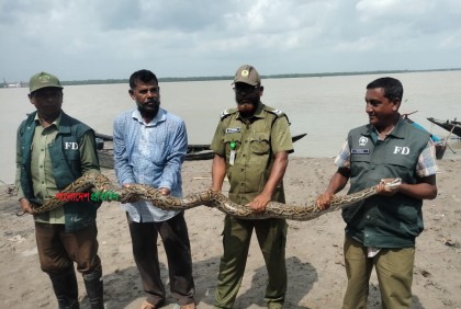 লোকালয় থেকে অজগর উদ্ধার, সুন্দরবনে অবমুক্ত