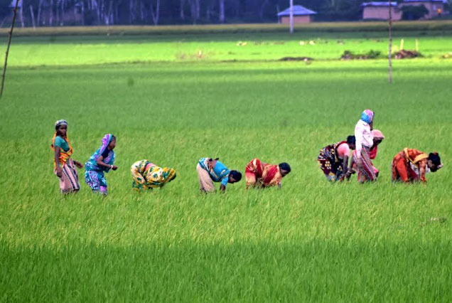 বাম্পার ফলনের আশায় ধানক্ষেত 
পরিচর্যায় ব্যস্ত বগুড়ার আমন চাষীরা 