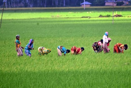 বাম্পার ফলনের আশায় ধানক্ষেত 
পরিচর্যায় ব্যস্ত বগুড়ার আমন চাষীরা 