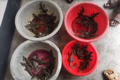 করমজলে কুমির পিলপিলের ডিম থেকে ফুটলো ৩৮ ছানা