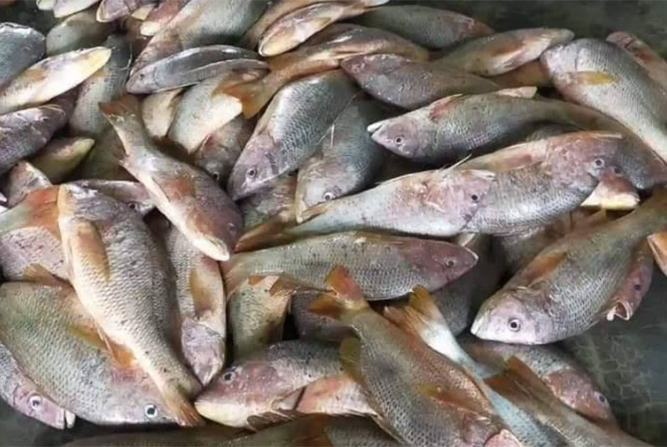টেকনাফে এক জালেই আটকা ২০০ লাল কোরাল