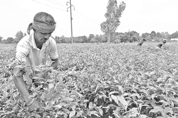 লোকসান গুনছেন পঞ্চগড়ের ক্ষুদ্র চা চাষিরা