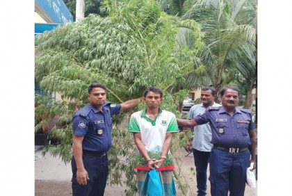 বগুড়ায়
গাঁজার গাছসহ গ্রেফতার ৩