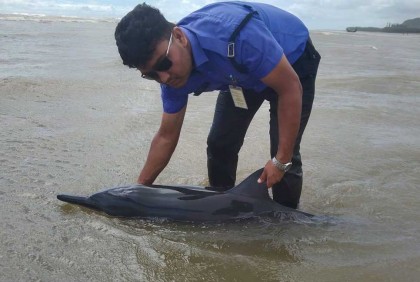 কক্সবাজার সৈকতে ভেসে এলো আহত ডলফিন