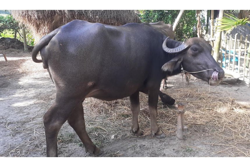 নীলফামারীর গ্রামীণ জনপদ 
থেকে মহিষ বিলুপ্ত হয়ে যাচ্ছে