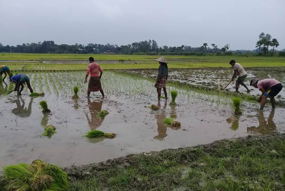 অনাবৃষ্টিতে রায়পুরে আমন চাষিরা চরম বিপাকে