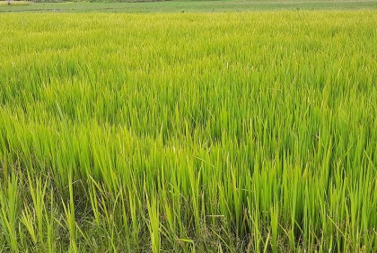 সখীপুরে বীজতলায় নষ্ট হচ্ছে আমন ধানের চারা