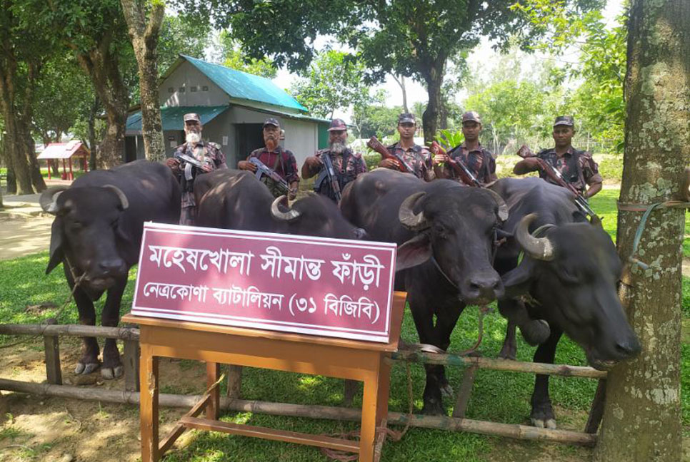 মহেষখোলা সীমান্ত থেকে ভারতীয় ৪ মহিষ জব্দ