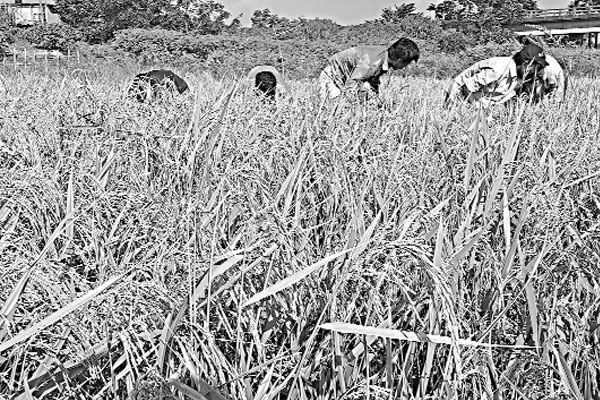 বন্যা খরা কাটিয়ে গোমতীর চরে সোনালি হাসি