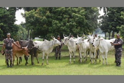 তেঁতুলিয়া সীমান্তে ৭ ভারতীয় গরু উদ্ধার