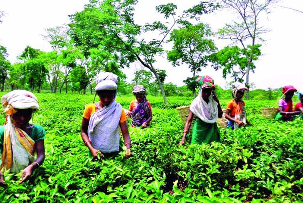 চা শ্রমিকদের দৈনিক মজুরি ১৭০ টাকা নির্ধারণ

