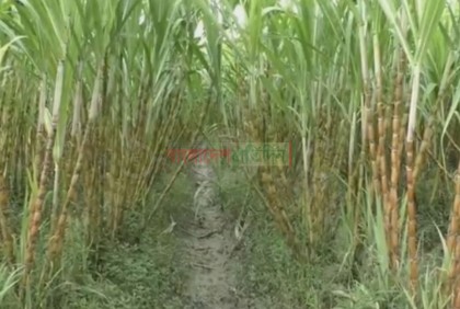 ভোলায় আঁখের বাম্পার ফলন, কৃষকের মুখে হাসি