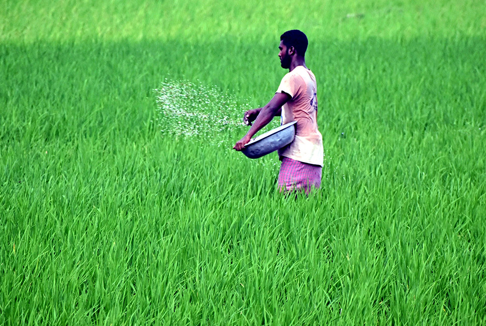 আমনের মাঠে সবুজের সমারোহ