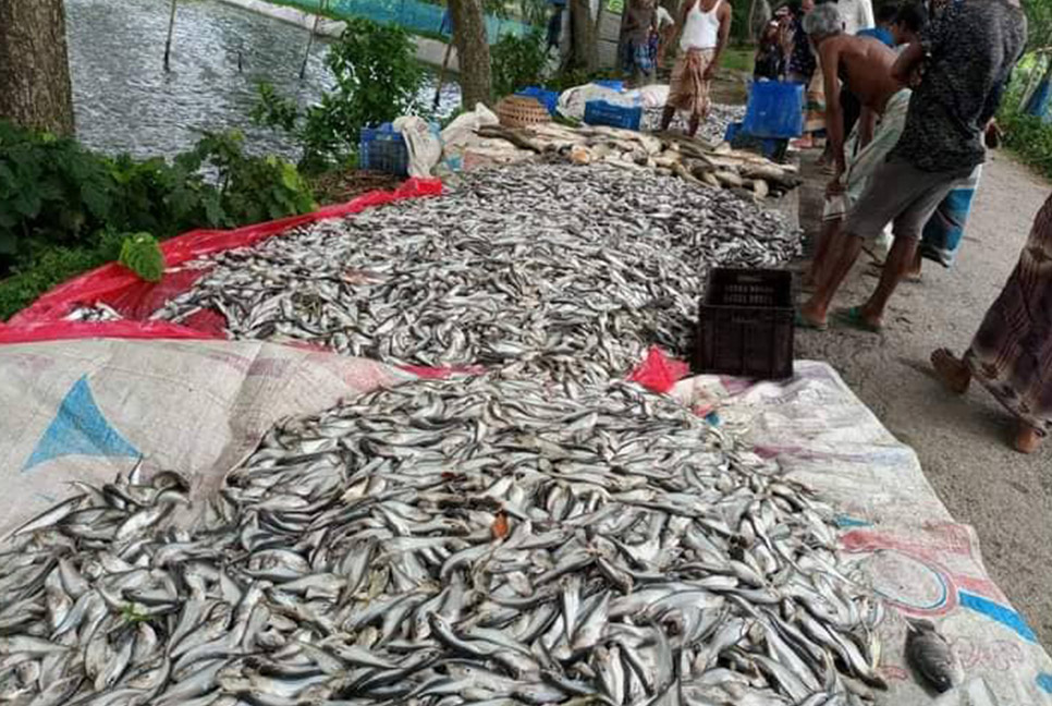 ফিশারিতে মরে ভেসে উঠল মাছ