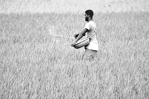 আমনের মাঠে সবুজের সমারোহ