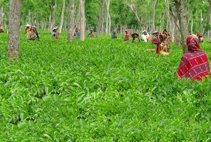 কাজে ফিরেই রেকর্ড গড়লেন চা শ্রমিকরা!

