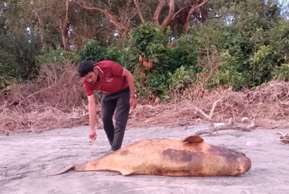 কুয়াকাটা সৈকতে ভেসে এলো মৃত ডলফিন