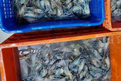 চিংড়িতে জেলি পুশ করার অপরাধে ডিপো সিলগালা
