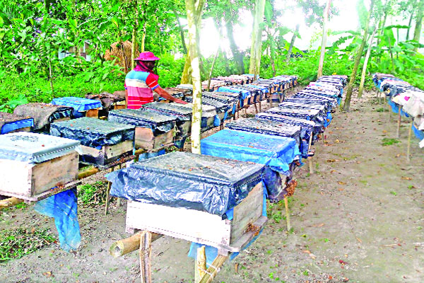 বগুড়ায় মৌমাছির খামার