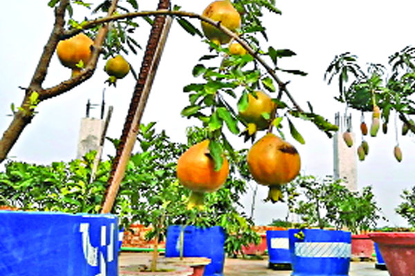 ছাদে ৭০ প্রজাতির ফলের গাছ