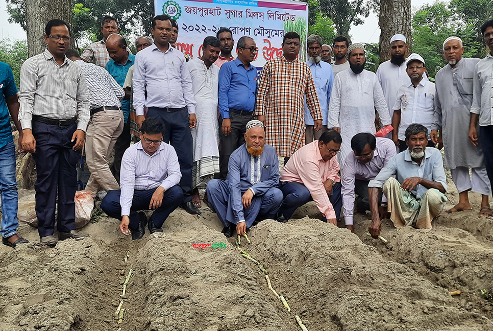 জয়পুরহাট চিনিকলের আখ রোপণ শুরু