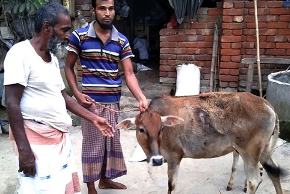 দিনাজপুরে গরুর ল্যাম্পি স্কিন রোগের প্রাদুর্ভাব
