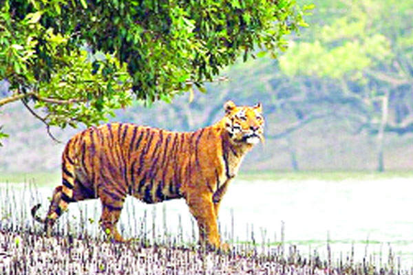 তিন মাস পর খুলছে সুন্দরবন