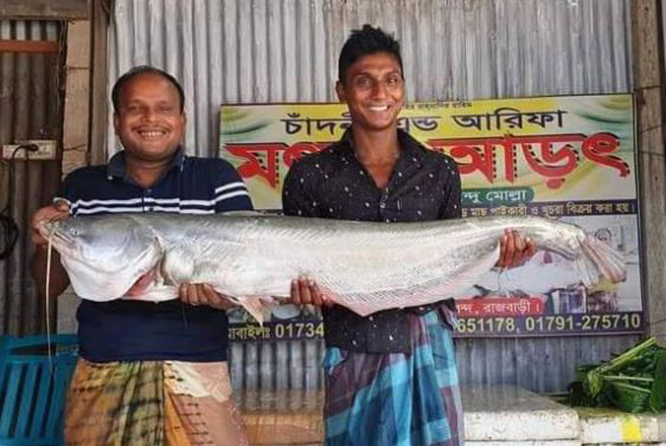 পদ্মায় জেলের জালে ১১ কেজির বোয়াল