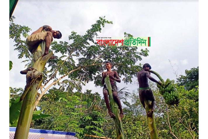 তৈলাক্ত কলা গাছ বেয়ে ওঠা প্রতিযোগিতা
