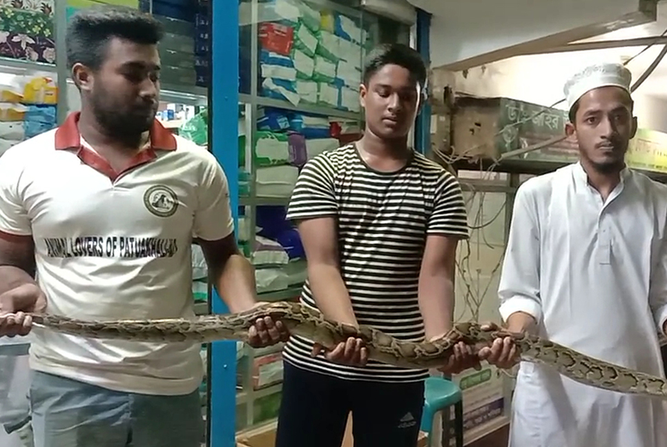 কুয়াকাটায় ৯ ফুট দৈর্ঘ্যের অজগর উদ্ধার