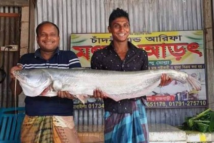 পদ্মায় জেলের জালে ১১ কেজির বোয়াল