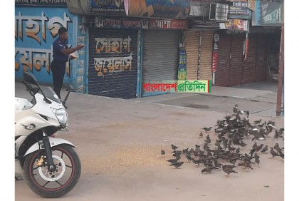 পাখির জন্য ভালোবাসা
