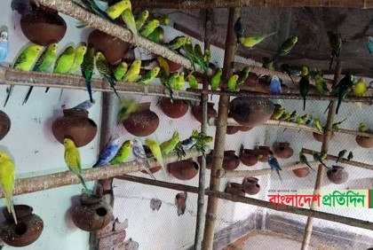 বাজরিগার পাখি পালনে সংসারে স্বচ্ছলতা 