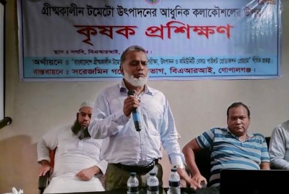 গোপালগঞ্জে টমেটো উৎপাদনের কলাকৌশল নিয়ে প্রশিক্ষণ