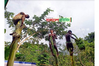 তৈলাক্ত কলা গাছ বেয়ে ওঠা প্রতিযোগিতা