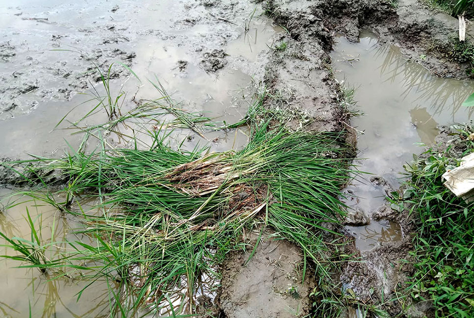 ১৪৪ ধারা ভঙ্গ করে কৃষাণীর ধানের চারা নষ্টের অভিযোগ