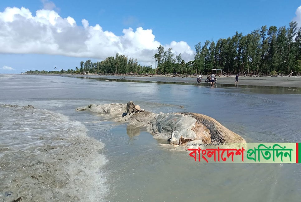 কুয়াকাটা সৈকতে ভেসে এলো বিশালাকৃতির অর্ধগলিত তিমি