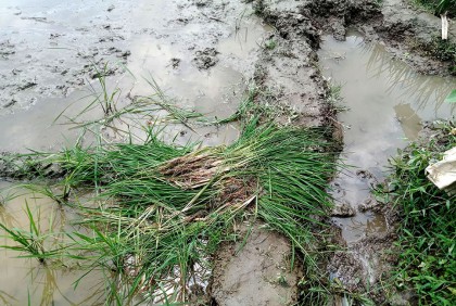 ১৪৪ ধারা ভঙ্গ করে কৃষাণীর ধানের চারা নষ্টের অভিযোগ