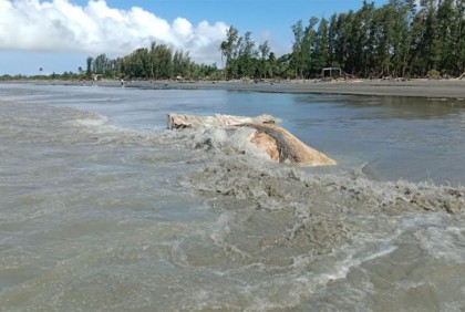 কুয়াকাটা সৈকতে ভেসে এলো বিশালাকৃতির মৃত তিমি