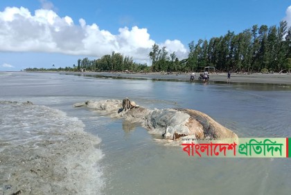 কুয়াকাটা সৈকতে ভেসে এলো বিশালাকৃতির অর্ধগলিত তিমি