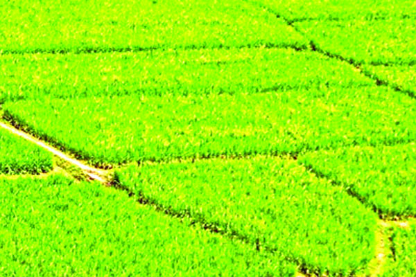 বরেন্দ্রের কৃষিতে নতুন কৌশল