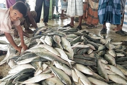 জেলের জালে ধরা পড়ল ৩৫ মণ ইলিশ, ১০ লাখে বিক্রি 