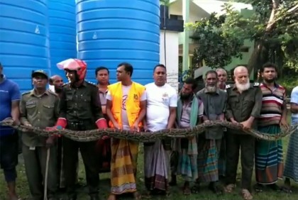 সুন্দরবনের ১৫ ফুট লম্বা অজগর লোকালয়ে, পরে বনে অবমুক্ত