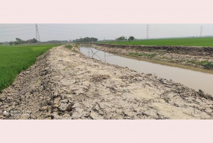 বৃহত্তর কুমিল্লায় সোয়া লাখ মেট্রিক টন ফসল উৎপাদন বৃদ্ধি