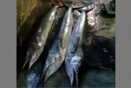 জেলের জালে ধরা পড়ল ৫ মণের ৩টি সেইল ফিস