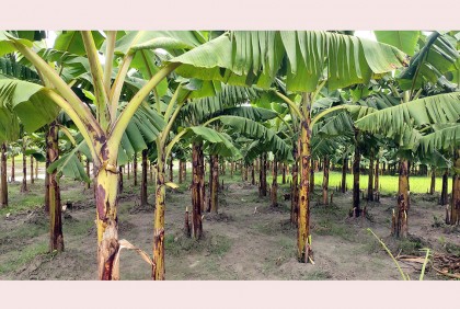 কলা চাষে ভাগ্য বদলের চেষ্টায় কুড়িগ্রামের চরের কৃষকরা