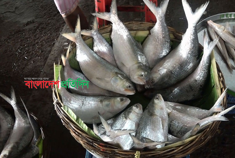 ভারতে ইলিশ রপ্তানি স্থায়ীভাবে বন্ধে ব্যবস্থা নিতে আইনি নোটিশ
