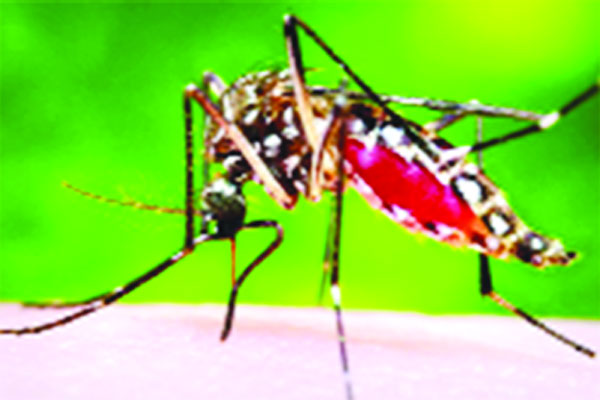 দুশ্চিন্তা বাড়ছে ডেঙ্গু নিয়ে